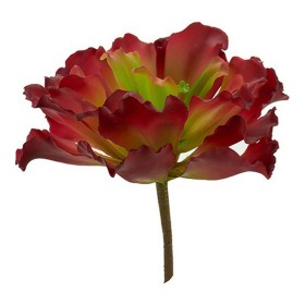 Plante décorative Ibergarden: Plus de 300.000 produits de grandes marques en vente directe à prix usine sur cadeaufou.com. Label