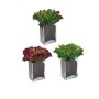 Plante décorative Ibergarden: Plus de 300.000 produits de grandes marques en vente directe à prix usine sur cadeaufou.com. Label