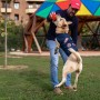 Veste pour chien Marvel: Plus de 300.000 produits de grandes marques en vente directe à prix usine sur cadeaufou.com. Label bout