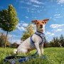 Harnais pour Chien Stitch: Plus de 300.000 produits de grandes marques en vente directe à prix usine sur cadeaufou.com. Label bo
