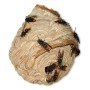 Insecticide Massó Guêpes 750 ml: Plus de 300.000 produits de grandes marques en vente directe à prix usine sur cadeaufou.com. La