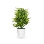 Plante décorative Ibergarden 548 Plastique Grand (6 Unités): Plus de 300.000 produits de grandes marques en vente directe à prix