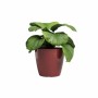 Cache-pot Artevasi SAN REMO Ø 42 cm Rouge (2 Pièces): Plus de 300.000 produits de grandes marques en vente directe à prix usine 