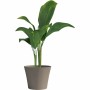 Cache-pot Garden ID: Plus de 300.000 produits de grandes marques en vente directe à prix usine sur cadeaufou.com. Label boutique