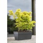 Cache-pot Deroma Gris foncé 35 x 79 x 35 cm 75 L: Plus de 300.000 produits de grandes marques en vente directe à prix usine sur 