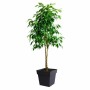 Pot EDA Gris polypropylène Plastique 39 cm 39 x 39 x 39 cm: Plus de 300.000 produits de grandes marques en vente directe à prix 
