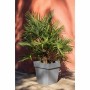 Cache-pot EDA Tuscany Gris Gris foncé Carré Ø 50 cm: Plus de 300.000 produits de grandes marques en vente directe à prix usine s