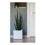 Pot EDA Blanc Plastique 5 cm: Plus de 300.000 produits de grandes marques en vente directe à prix usine sur cadeaufou.com. Label