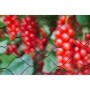 Filet anti-oiseaux Nature Primo Noir Polyéthylène 5 x 2 m: Plus de 300.000 produits de grandes marques en vente directe à prix u