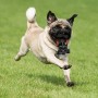 Jouet pour chien Star Wars Noir: Plus de 300.000 produits de grandes marques en vente directe à prix usine sur cadeaufou.com. La