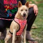 Harnais pour Chien Marvel Rouge Réversible S/M: Plus de 300.000 produits de grandes marques en vente directe à prix usine sur ca