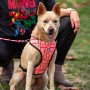 Harnais pour Chien Marvel Rouge Réversible S/M: Plus de 300.000 produits de grandes marques en vente directe à prix usine sur ca
