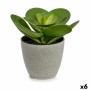 Plante décorative Ibergarden YC184572 Plastique 18 x 18,5 x 18 cm (6 Unités): Plus de 300.000 produits de grandes marques en ven
