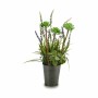 Plante décorative Ibergarden XD16-818 Métal Plastique Lavande 13 x 40 x 13 cm (12 Unités): Plus de 300.000 produits de grandes m