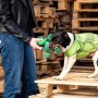 Jouet pour chien The Avengers Vert 100 % polyester: Plus de 300.000 produits de grandes marques en vente directe à prix usine 
