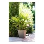 Pot EDA Tuscan Taupe Plastique Carré Ø 50 cm (49,5 x 49,5 x 52,5 cm): Plus de 300.000 produits de grandes marques en vente direc