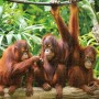 Puzzle Colorbaby Orangutan 6 Unités 68 x 50 x 0,1 cm: Plus de 300.000 produits de grandes marques en vente directe à prix usine 