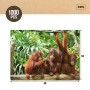 Puzzle Colorbaby Orangutan 6 Unités 68 x 50 x 0,1 cm: Plus de 300.000 produits de grandes marques en vente directe à prix usine 