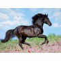 Puzzle Ravensburger 12803 Black Stallion XXL 200 Pièces: Plus de 300.000 produits de grandes marques en vente directe à prix usi