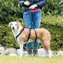 Harnais de guidage pour chien Trixie Stay Noir M/L: Plus de 300.000 produits de grandes marques en vente directe à prix usine su