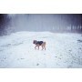 Harnais pour Chien Julius K9 IDC L/XL 2: Plus de 300.000 produits de grandes marques en vente directe à prix usine sur cadeaufou