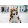Étiquettes pour harnais Julius K9 HONEY XS: Plus de 300.000 produits de grandes marques en vente directe à prix usine sur cadeau