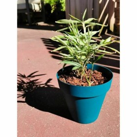 Pot Riviera Bleu Ø 55 cm: Plus de 300.000 produits de grandes marques en vente directe à prix usine sur cadeaufou.com. Label bou