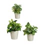 Set de pots Ibergarden LINCE PQ - 7044 Gris Argile (6 Unités): Plus de 300.000 produits de grandes marques en vente directe à pr