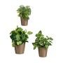 Set de pots Ibergarden LINCE PQ - 7006 Taupe Argile (6 Unités): Plus de 300.000 produits de grandes marques en vente directe à p