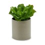 Plante décorative Ibergarden YC181588 20 x 25 x 20 cm (6 Unités): Plus de 300.000 produits de grandes marques en vente directe à