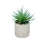 Plante décorative Ibergarden QY-H012 Bois Plastique Ciment Succulent 17 x 21 x 17 cm (8 Unités): Plus de 300.000 produits de gra