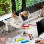 Hamac Suspendu pour Chats Hamacat InnovaGoods: Plus de 300.000 produits de grandes marques en vente directe à prix usine sur cad
