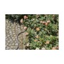 Tuyau d'arrosage Gardena (15 m): Plus de 300.000 produits de grandes marques en vente directe à prix usine sur cadeaufou.com. La
