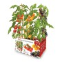 Set de culture Batlle Tomates naturelles 30 x 19,5 x 16,2 cm: Plus de 300.000 produits de grandes marques en vente directe à pri