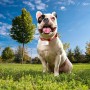 Collier pour Chien Marvel XXS/XS Rouge: Plus de 300.000 produits de grandes marques en vente directe à prix usine sur cadeaufou.