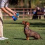 Jouet pour chien Stitch Bleu: Plus de 300.000 produits de grandes marques en vente directe à prix usine sur cadeaufou.com. Label