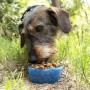 Bouteille avec Distributeur d'Eau et d'Aliments pour Animaux2 en 1 Pettap InnovaGoods: Plus de 300.000 produits de grandes marqu