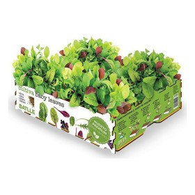 Set de culture Batlle Baby Leaves Salades 40 x 29 x 10,5 cm 2,6 Kg: Plus de 300.000 produits de grandes marques en vente directe