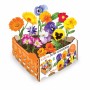 Set de culture Batlle Fleurs Comestible 19 x 19 x 10 cm: Plus de 300.000 produits de grandes marques en vente directe à prix usi