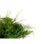 Plante décorative Ibergarden XD19-1369 Plastique Verre 21 x 30 x 21 cm (6 Unités): Plus de 300.000 produits de grandes marques e