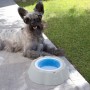 Gamelle Rafraîchissante pour Animaux de Compagnie Freshty InnovaGoods: Plus de 300.000 produits de grandes marques en vente dire