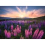 Puzzle Ravensburger 17492 Lupines 500 Pièces: Plus de 300.000 produits de grandes marques en vente directe à prix usine sur cade