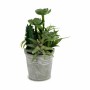 Plante décorative Ibergarden XD18-1182A-B Plastique Ciment 15 x 24 x 15 cm (12 Unités): Plus de 300.000 produits de grandes marq