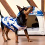 T-shirt pour Chien Star Wars R2-D2 Bleu 2XS - M: Plus de 300.000 produits de grandes marques en vente directe à prix usine sur c