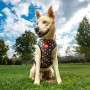 Harnais pour Chien Marvel M/L: Plus de 300.000 produits de grandes marques en vente directe à prix usine sur cadeaufou.com. Labe